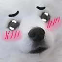 blushes