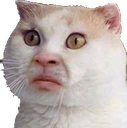 :CAT_HuhCat: Discord Emote