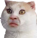 CAT_HuhCat Discord Emoji