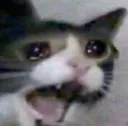 cat_scream