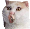 :CAT_OCat: Discord Emote