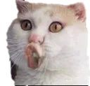 CAT_OCat Discord Emoji