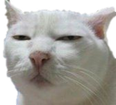 :CAT_Hmmm: Discord Emote