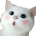 :CAT_KawaiCat: Discord Emote