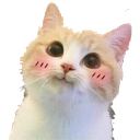 :CAT_ShyCat: Discord Emote
