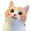 CAT_ShyCat Discord Emoji