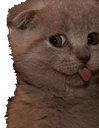 :CAT_BleCat: Discord Emote