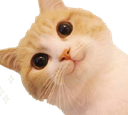 :CAT_BeingCuteCat: Discord Emote