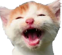 :CAT_HahaCat: Discord Emote