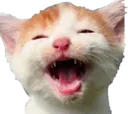 CAT_HahaCat Discord Emoji