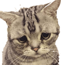 :CAT_SadCat: Discord Emote