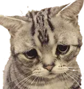 CAT_SadCat Discord Emoji