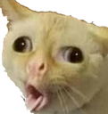 :CAT_OewCat: Discord Emote
