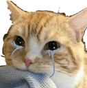 :CAT_CryingCat: Discord Emote