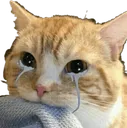 CAT_CryingCat Discord Emoji
