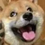 Doge Doge