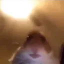 ham ham