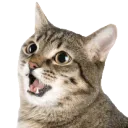 cat_shiny