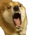 dogbite