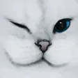 lirikWINK