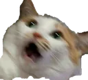 catwow