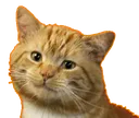 orangeboy