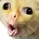 pukecat