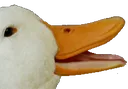 duckek