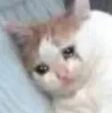 sadcat sadcat