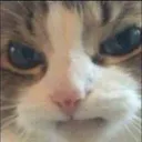 angerycat