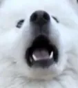 dog2