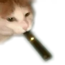 catvape catvape
