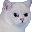 zkmANGRY