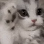 kittyAww