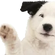 DogWaveSpecial