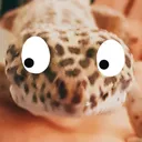 gecko_look