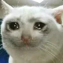 Sadcatto SadCatto Discord Emoji