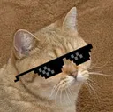 starecoolcat