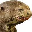 casFilth