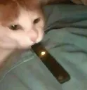 juulcat