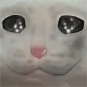 sadcat