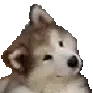 Pupper