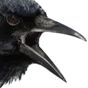 CrowShout CrowShout