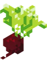 beet beet
