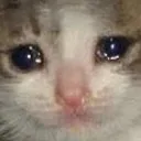 crycat
