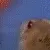PepestanHamster2