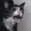 cattoscrem