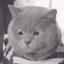 wtfcat