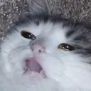 DarkusD