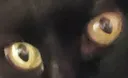 cateyes